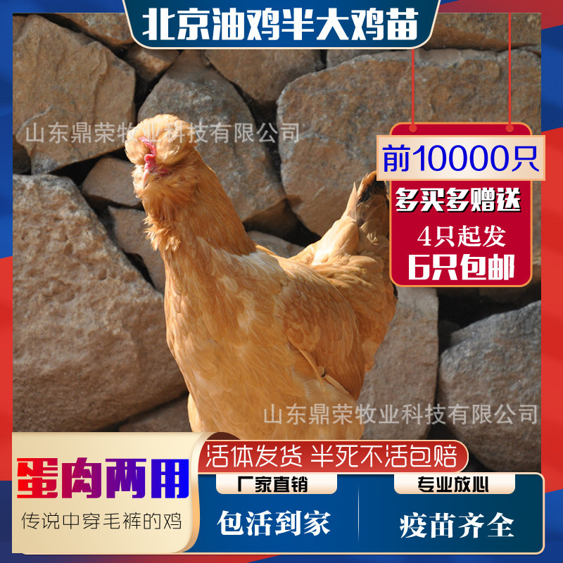 Beijing Chicken in Soya Sauce Price Today New Beijing Chicken in Soya Sauce Price Price Trend