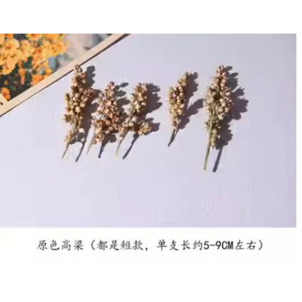 [原色高粱5小枝]