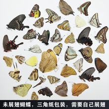 绿带翠凤蝶 绿带翠凤蝶品牌 图片 价格 绿带翠凤蝶批发 阿里巴巴