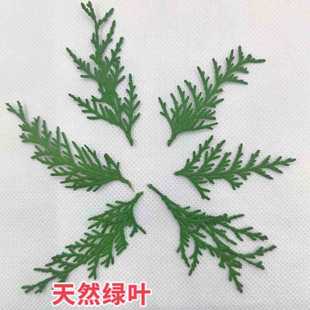 Christmas green leaf eternal flower pine Cypress Branch leaf Platycladus orientalis diy hand-made candle dried flower plant specimen