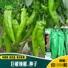 巨椒辣椒种子 农田菜园种植大果长牛角早熟果皮薄微辣巨椒辣椒籽