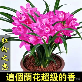 【精品兰花】耐寒高档兰花苗墨兰企黑浓香型兰花室内客厅好养盆栽