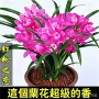 耐寒客厅浓香型盆栽墨兰