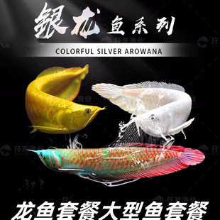 �Ꭷ�^�p�~�y���~���~�����S���߲��y�������~����������ʳ�����~