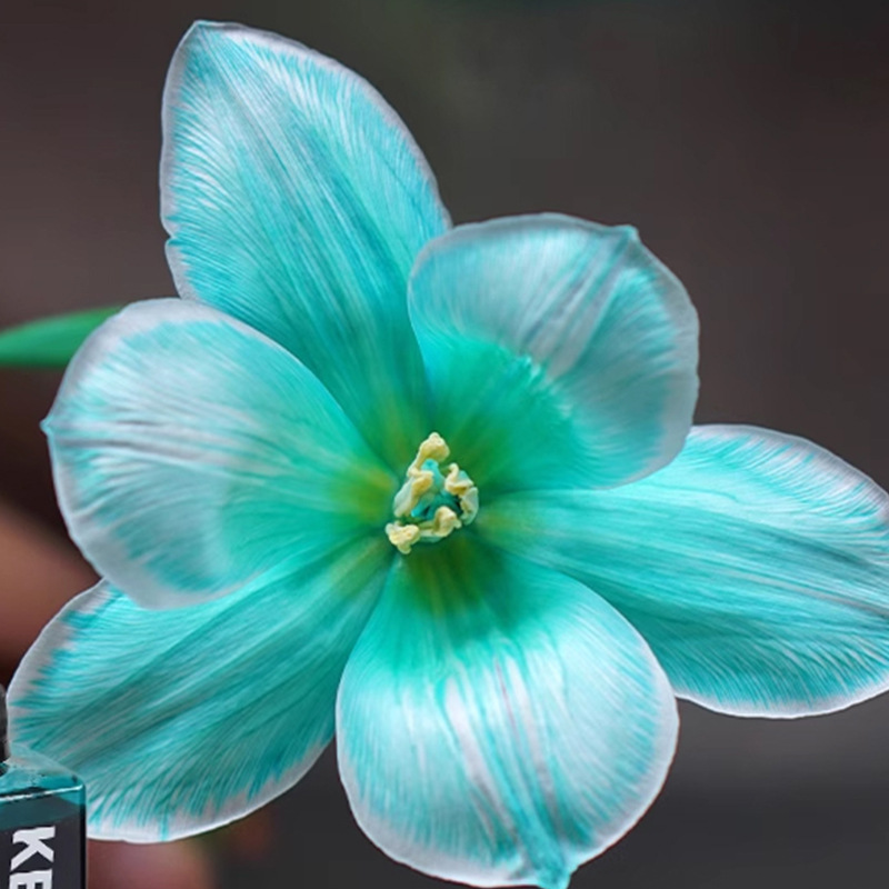 Material de embalaje de flores frescas Agente de tinción en aerosol de flores secas Salsa de ciruela negra Pintura en aerosol de flores Pintura en aerosol de flores Agente de color de flores