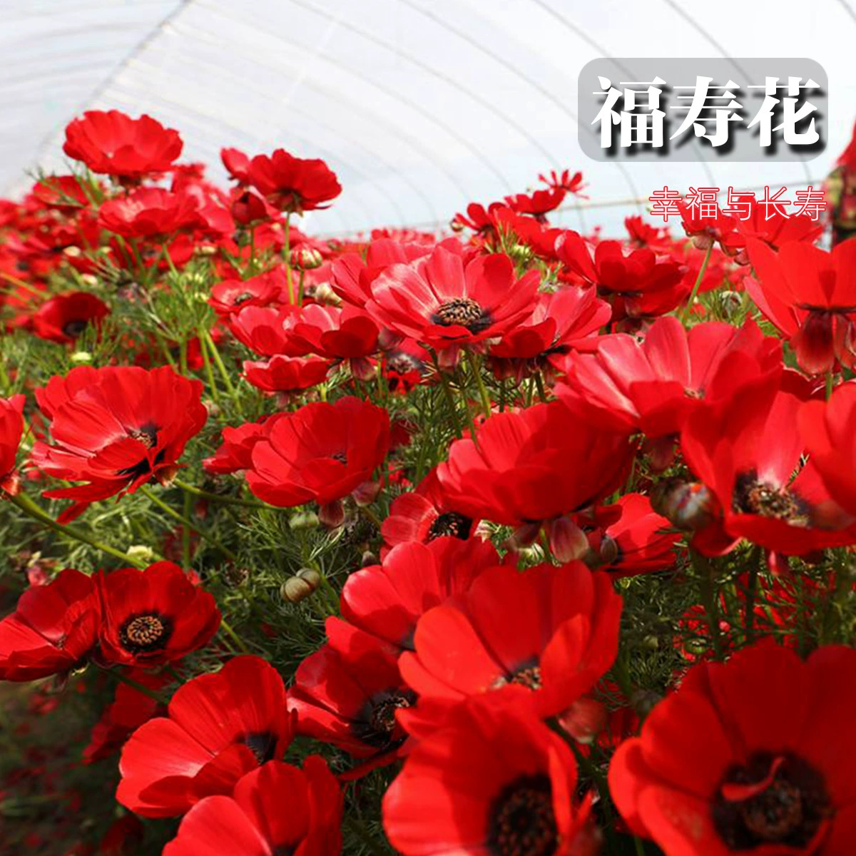 Семена цветов Фушоу на открытом воздухе цветущие растения в горшке Четыре сезона Легко жить Семена цветов Живописные пятно Семена цветов