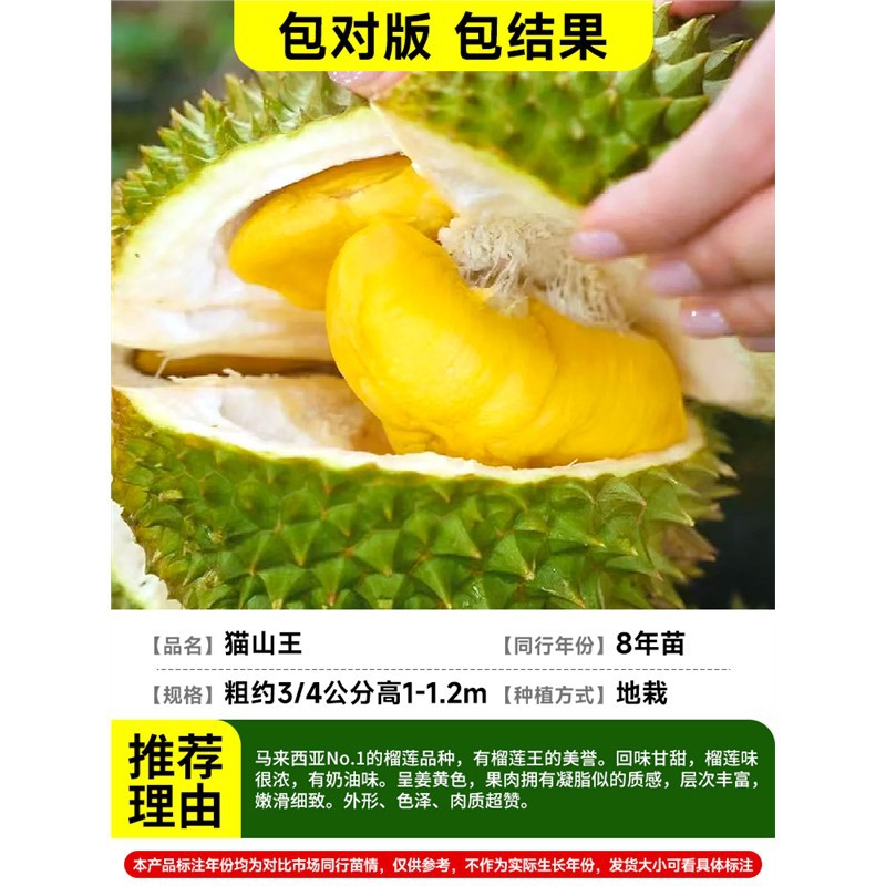 [강력추천] 두꺼운 3-4cm 말레이시아-무상킹 두리안(8년근 모종) 봉지결과+81cm(포함)-110cm(포함)