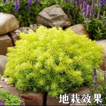 �S���ײݵر������ͥԺ����Gֲ���@�ͺ��͟��ļ��r���̨