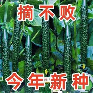 [New Seeds] Autumn Cucumber Seeds No. 7 Green Heart Fruit Cucumber Seeds Spring, Summer and Autumn Cucumber Seeds Vegetables