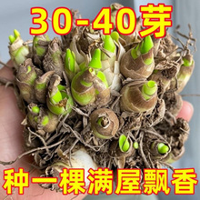 �ذ�������N������ʹ����������ͥԺ�������Զ�����ҹ����