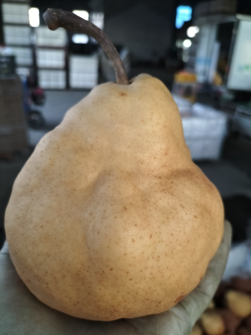 山东莱阳中华丑梨软糯香甜礼盒装大头啤梨皮薄多汁太婆梨支持代发-阿里巴巴
