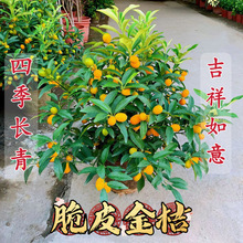 ƤԵԽ۹ļLʳͥԺ̨^pֱN