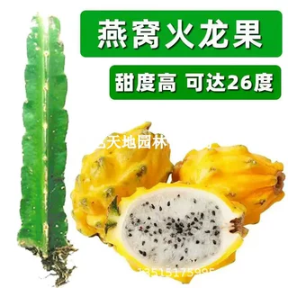 燕窝火龙果树苗麒麟果黄龙无刺火龙果嫁接红苗可盆栽地栽庭院种植