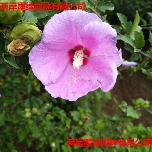��ľ����ֱ�N���l���|ľ�Ș��� �������N���̾G��С�����󃞻�
