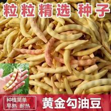 黄金钩新品种种子红沟架豆东北油无筋豆角原装四季蔬菜种子大全