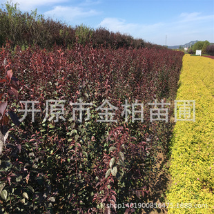 �|���t�~�����~�������������Բ��~��ľ��֦�t�~�����͘�����ľ