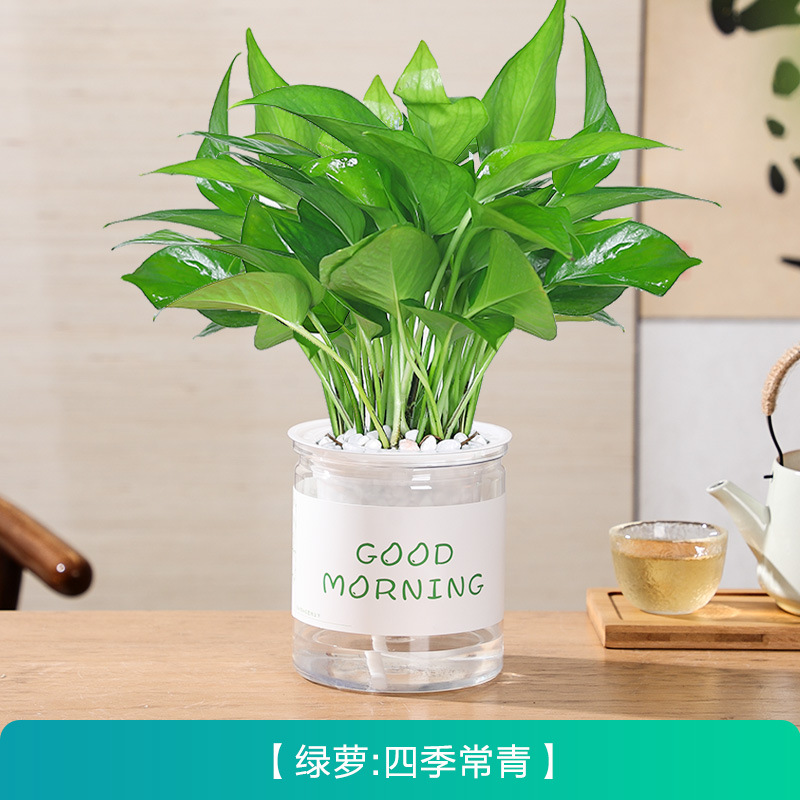 포토스(물에 닿으면 살아남음)