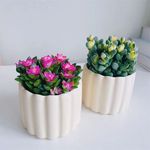 鹿角海棠吹雪之松锦多肉植物绿植花卉盆栽新手好养植物吉祥如意