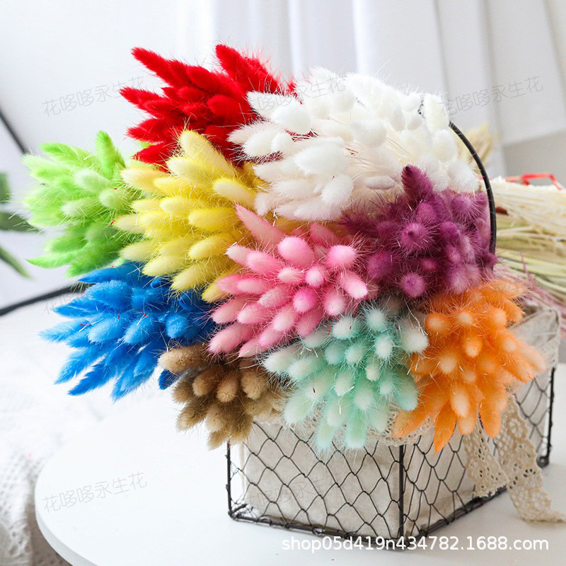 [rabbit tail grass] Yunnan dried flower rabbit tail grass dog tail grass cute bouquet shooting props