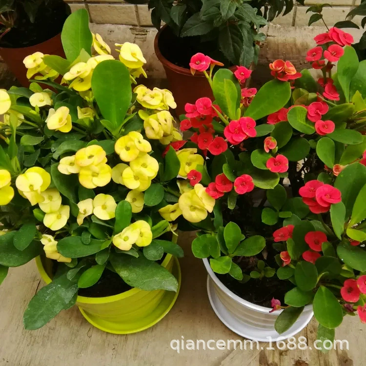 Слива шипа тигра цветет в Four Seasons взрыв Горшечное растение железо Бегония в горшках комнатные и уличные Цветочные саженцы для кормления зеленых растений