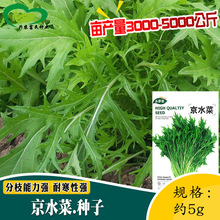 京水菜种子 农田菜地四季蔬菜易种植白梗千筋京水菜种子水晶菜种