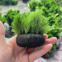 緑菊草、酸素化された怠惰な球状水草、水槽の造園の完全なセット、底砂なし、水質浄化なし
