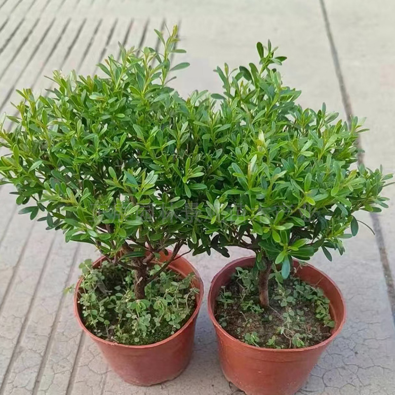 Premium Small-Leaf Red Sandalwood Old Stump Seedlings with Pots, Good Green Plants and Flowers for Living Room Tabletop Decoration, Easy to Care for All Year Round, Free Shipping ‌