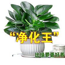 ������ԾG�}�j�҃�ֲ�ﻨ��ˮ��Gֲ�k���Ҷ�����B�׻�����՚�