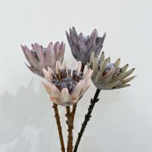 ������ɫ�͹ŵ������ɿ�ֲ�q��������ˇ�OӋ�zӰ����