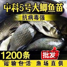 背高中科淡水鱼苗工程五号鲫鲫鱼鱼养殖鲤鲫湘云鲫鱼苗冠建