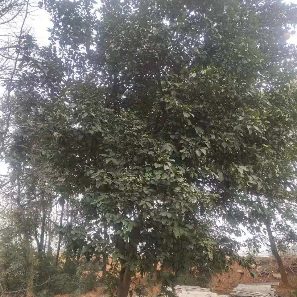 Саженцы цитрона Цитрон 5cm Цитрон 12cm Цитрон 15cm Цитрон 18cm Цитрон 30cm