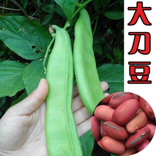�t�����N�ӷN�����L�ش��󵶶��N�Ѿ����L�����̨�ļ��߲˷N��