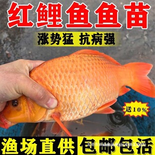 ��t���~���~���d����ˮ�^�p�~�~�絭ˮ�Bֳ�t�ͻ���w�����~ʳ��