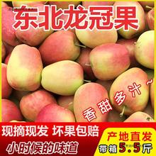 东北黑龙江特产沙果甜龙冠果新鲜应季甜口小苹果海棠水果整箱批发
