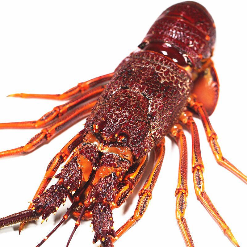 澳洲大龙虾2斤鲜活冷冻超大红龙非波龙岩龙青龙玫瑰龙大虾厂批发