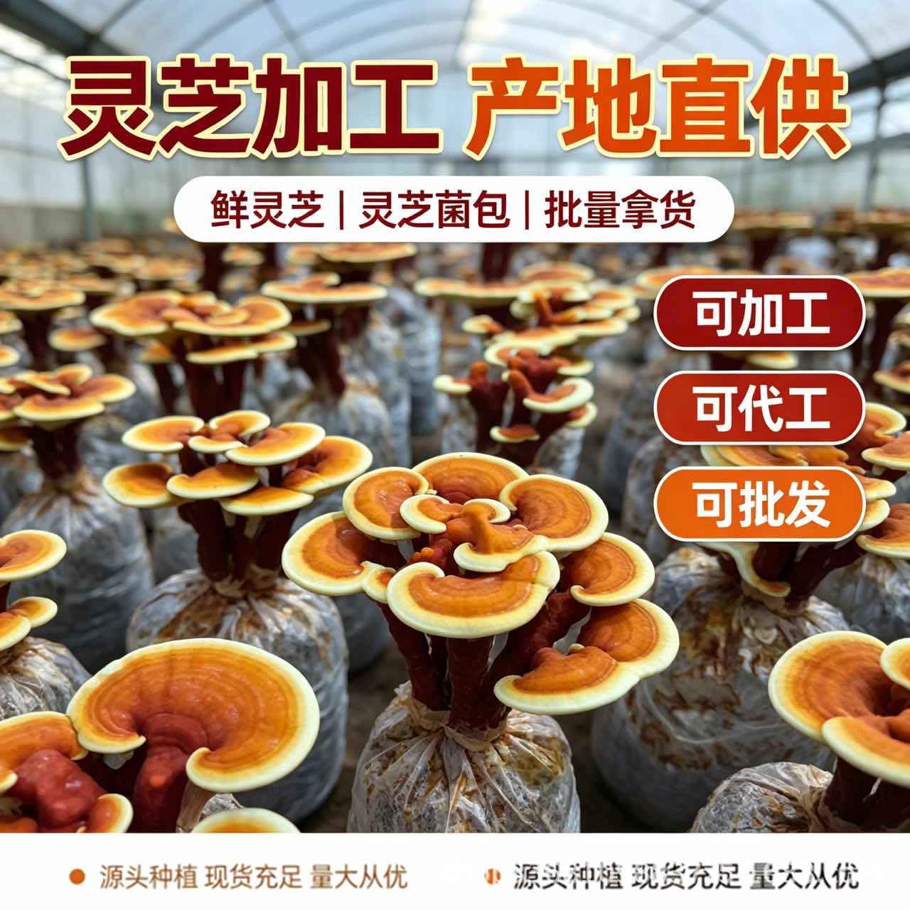 Dried Reishi Mushroom Slices Ling Zhi Herbal Tea Traditional Wellness 50g quality and texture