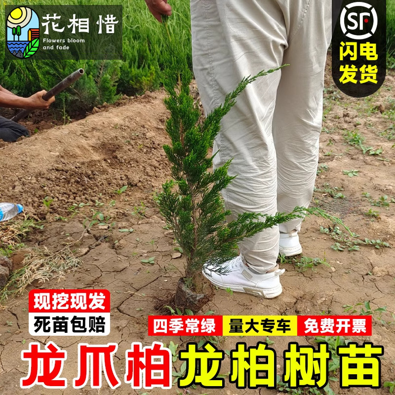 龙柏树苗塔柏小苗四季常青耐寒绿化工程苗蜀块塔松桧柏侧柏墓地松