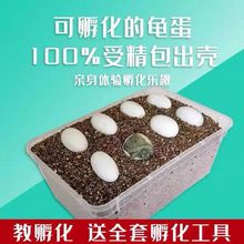 99%可孵化乌龟蛋台湾草龟物体中华草龟墨龟活物巴西龟学生孵化蛋