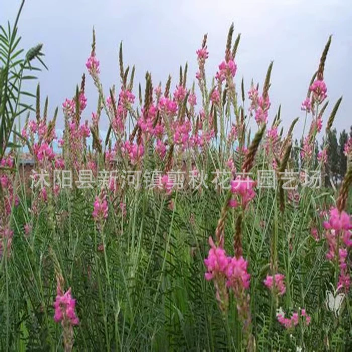 Красная трава фасоли семян склон защиты травы холода и засухоустойчивости солевой щелочи травы семян кормовых трав декоративные сохранения почвы зеленый навоз в сочетании с новыми семенами