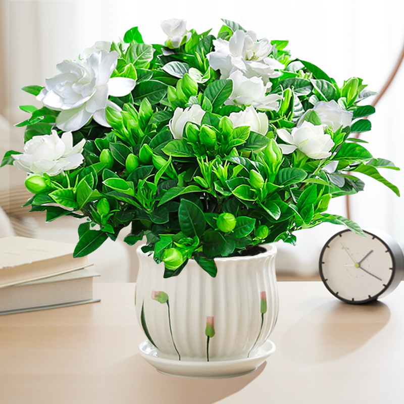 【새싹 있음】부티크 160#대형 치자나무(Q1 연잎 세라믹 화분) + 영양액