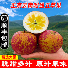 现摘现发云南昭通冰糖心丑苹果新鲜水果当季摘红富士整箱包邮代发