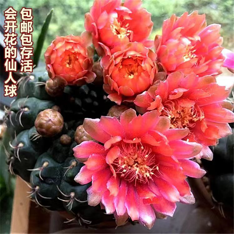 Flor de jade cactus florece en todas las estaciones, embellece el aire, el balcón, la sala de estar, la oficina, las plantas verdes, las flores en macetas