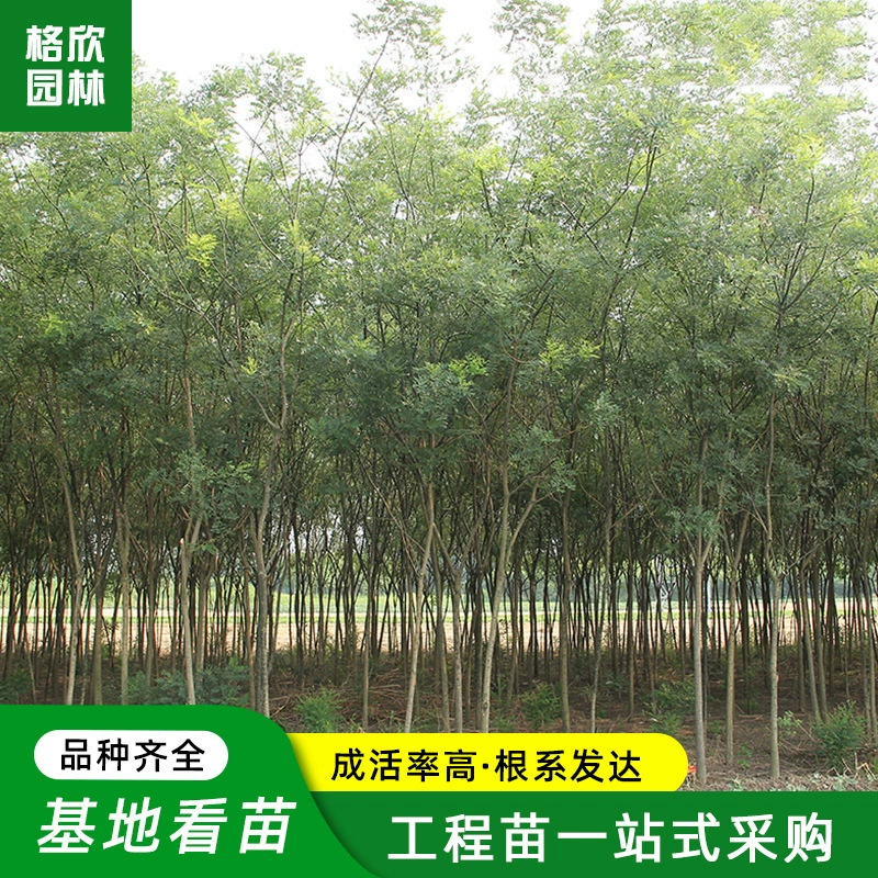 Продать Софора японская Саженцы Городские Ландшафтные рассады Переполнены, чтобы смотреть пейзаж дороги Большие деревья Быстрорастущие саженцы софоры японской