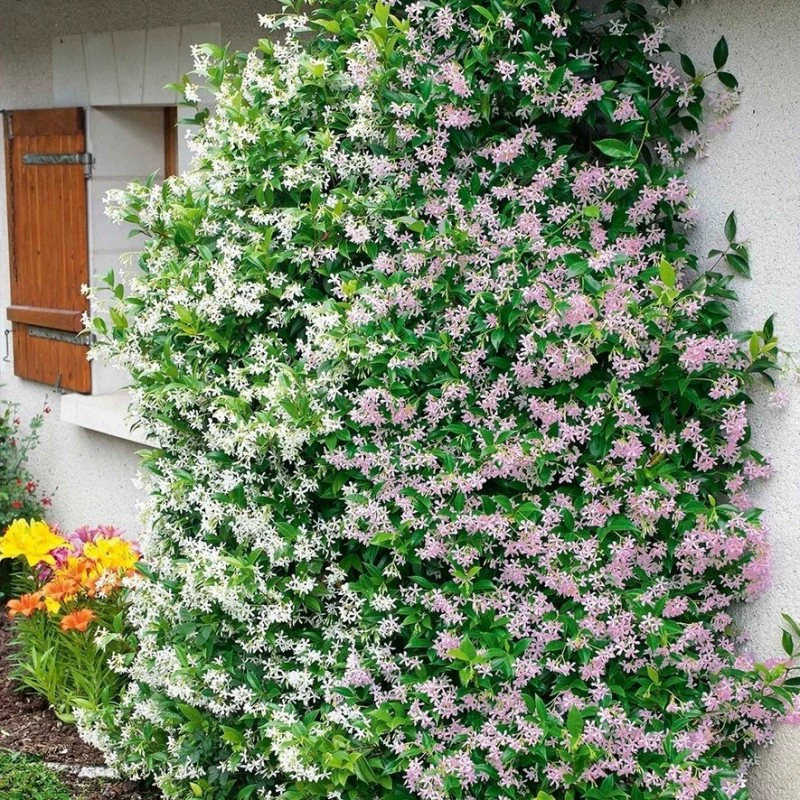 Ветряная мельница Жасмин в горшке Большая рассада Родстоун Лоза Плач Шелк Вьющаяся лоза Цветы Морозостойкие Балкон Вечнозеленые растения Цветение в четыре сезона