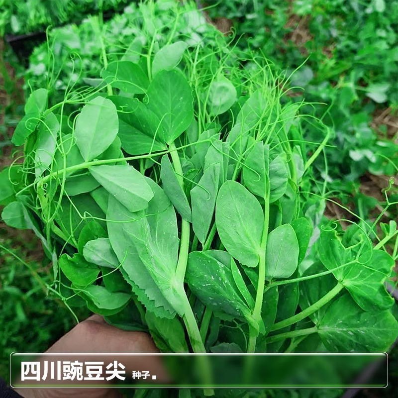 四川香豌豆尖苗麻豌豆颠种籽种子水培芽苗菜秋季种植蔬菜种孑大全