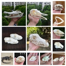 完美真实动物头模型骨标本家居摆件收藏品教育科学研究狐狸头骨