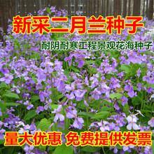 二月兰种子诸葛种子组合耐寒耐阴春秋播绿化景观蓝花卉籽绿肥种子