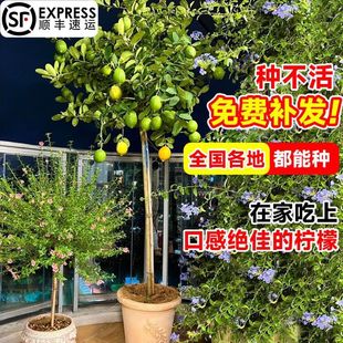 ˮʘϘԿ͏dGֲļʳͥԺk