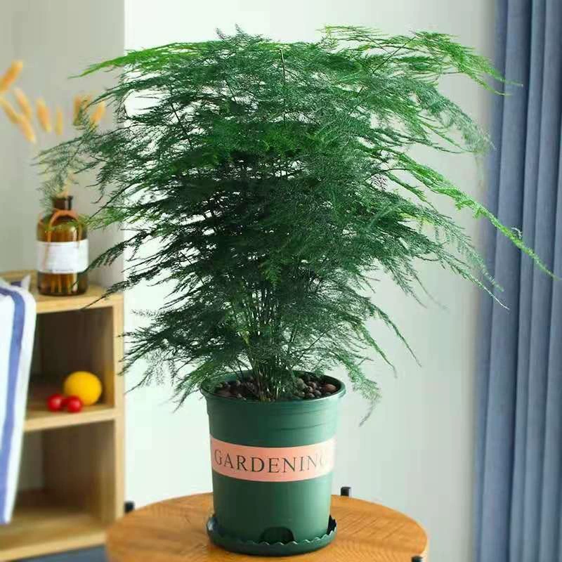 Спаржа Горшечное растение офисное настольное растение комнатное зеленое растение цветы вечнозеленая гостиная маленький бонсай