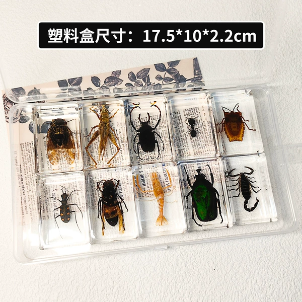 10 types of insects [+plastic box packaging]